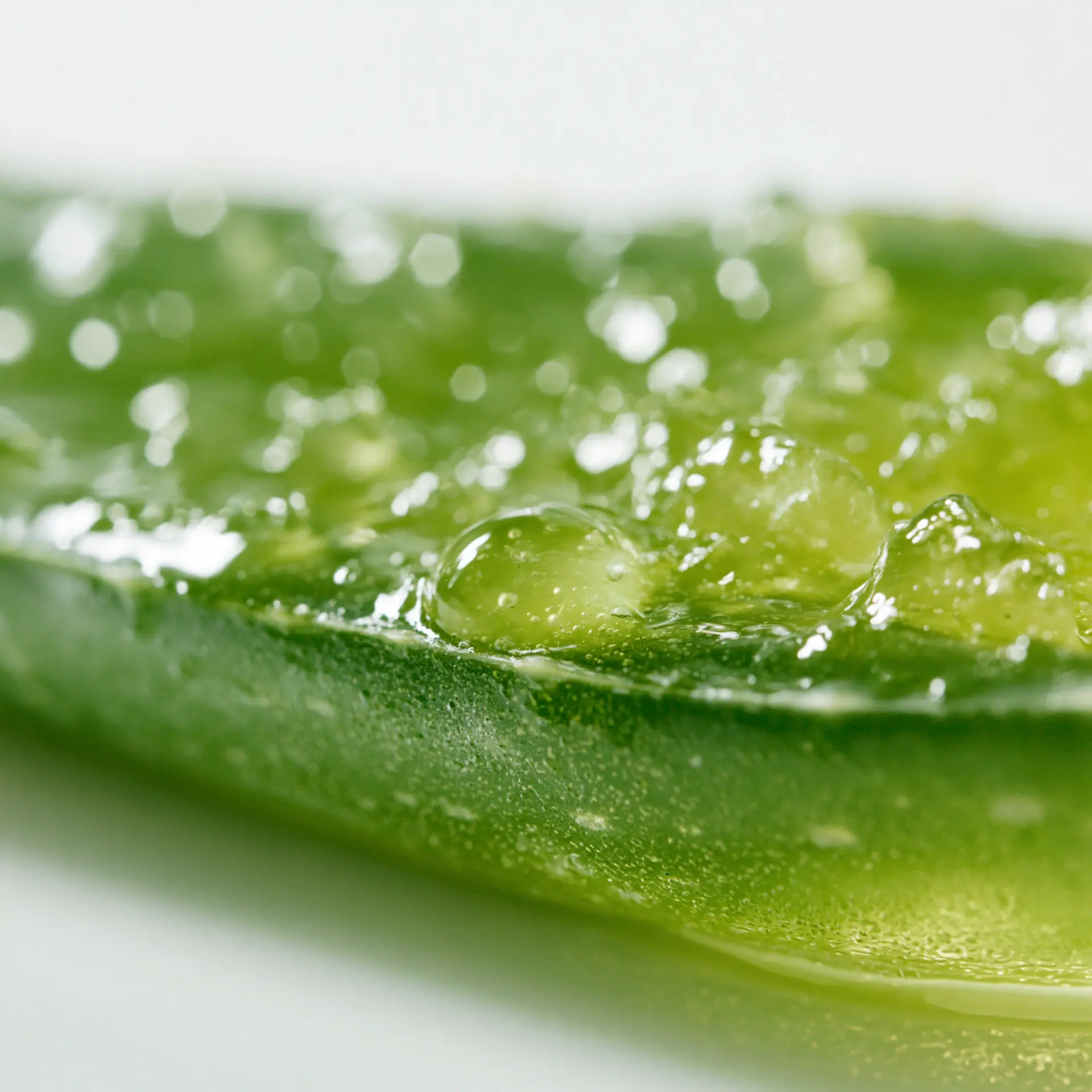 Aloe leaves beaded with water