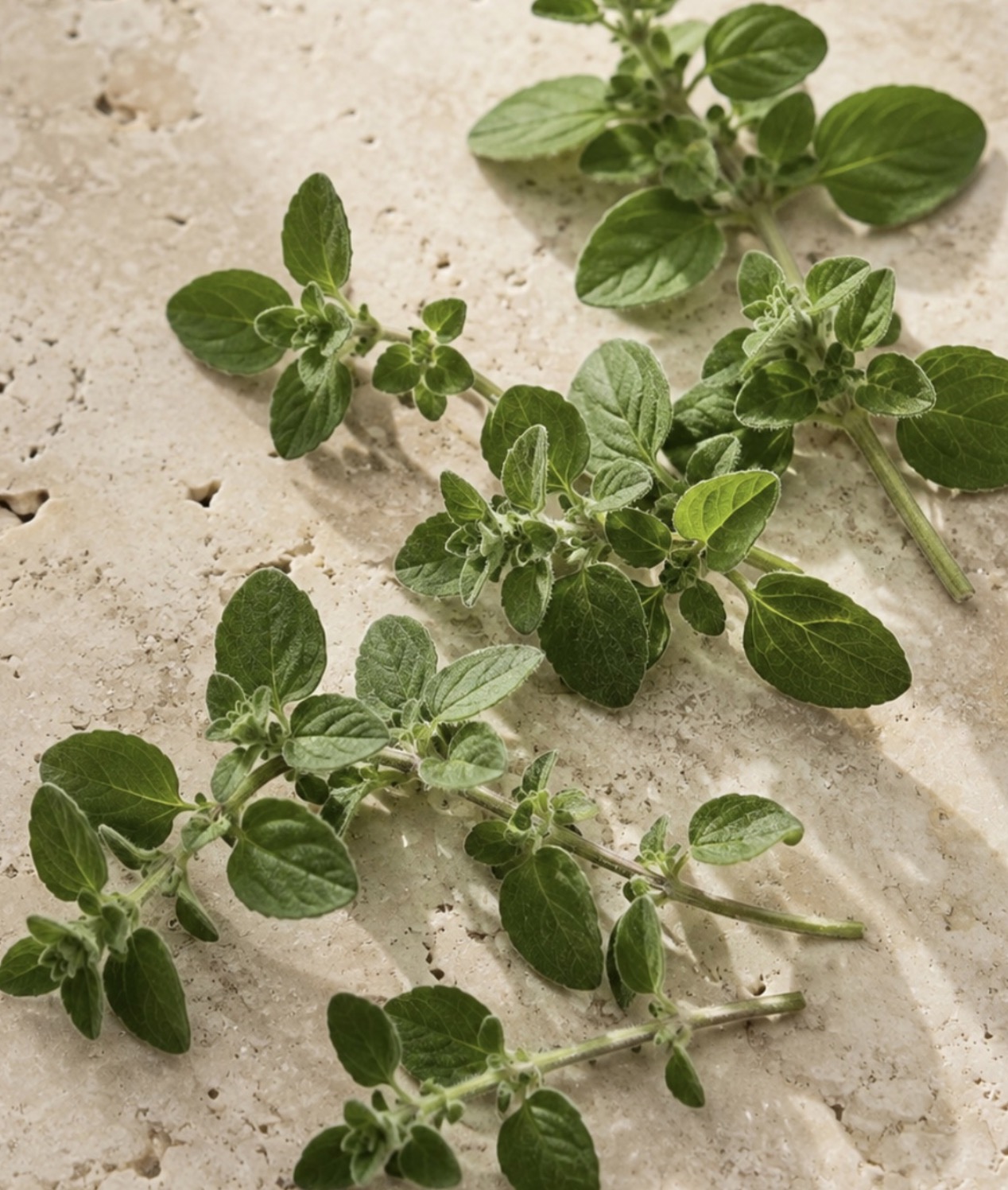 Fresh oregano sprigs on travertine