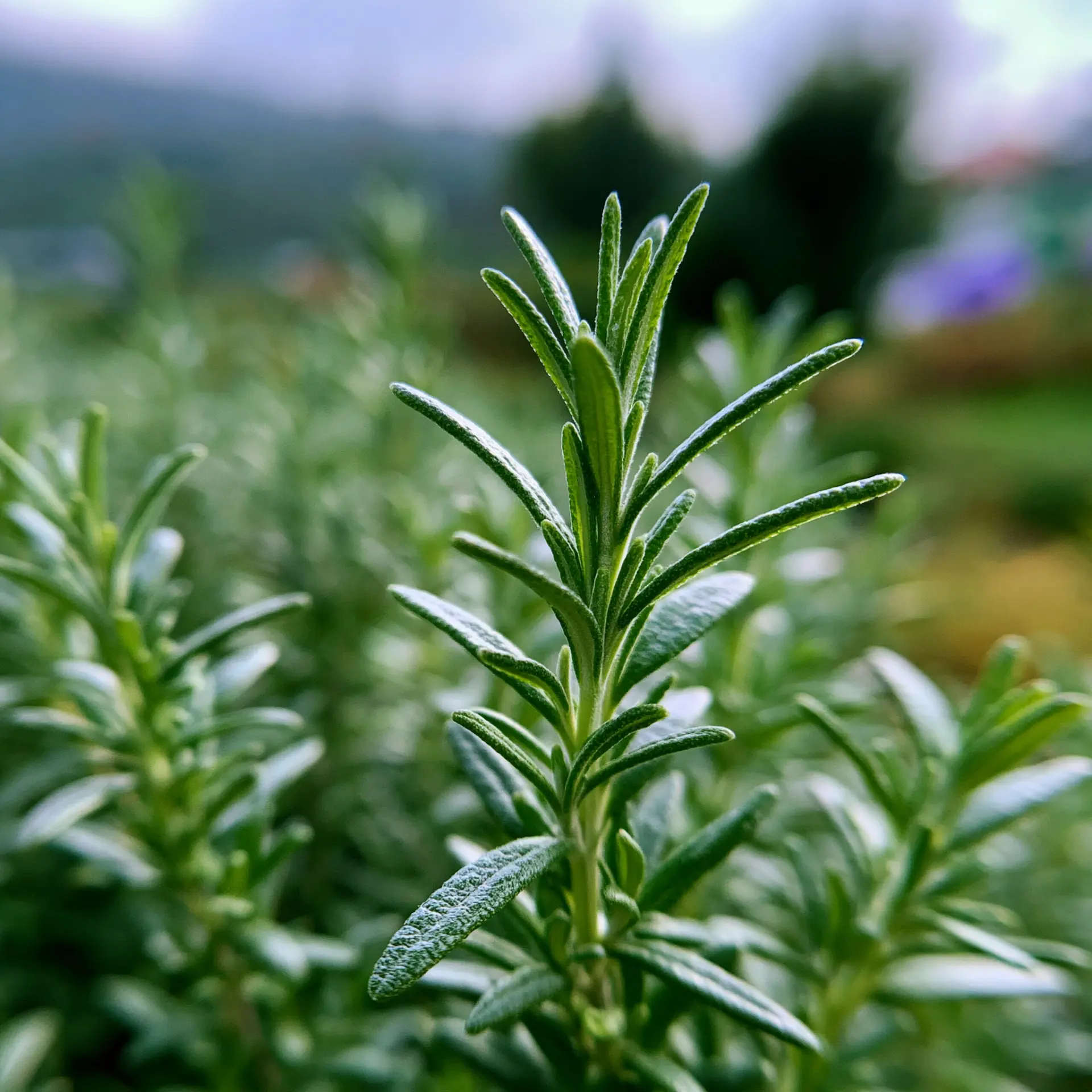 Rosemary growing in a field
